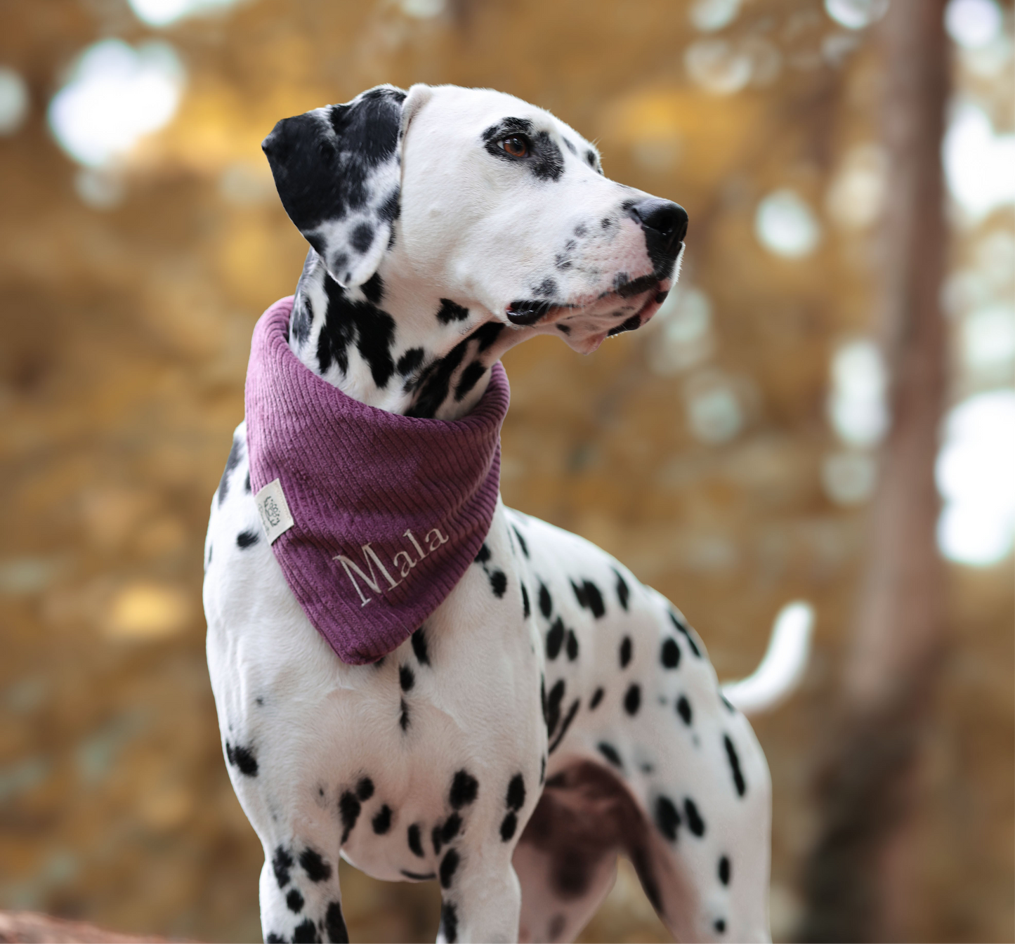 Cord-Hundehalstuch PFLAUME