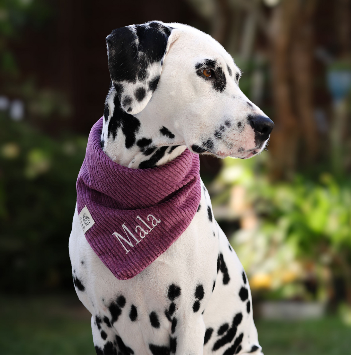 Cord-Hundehalstuch PFLAUME
