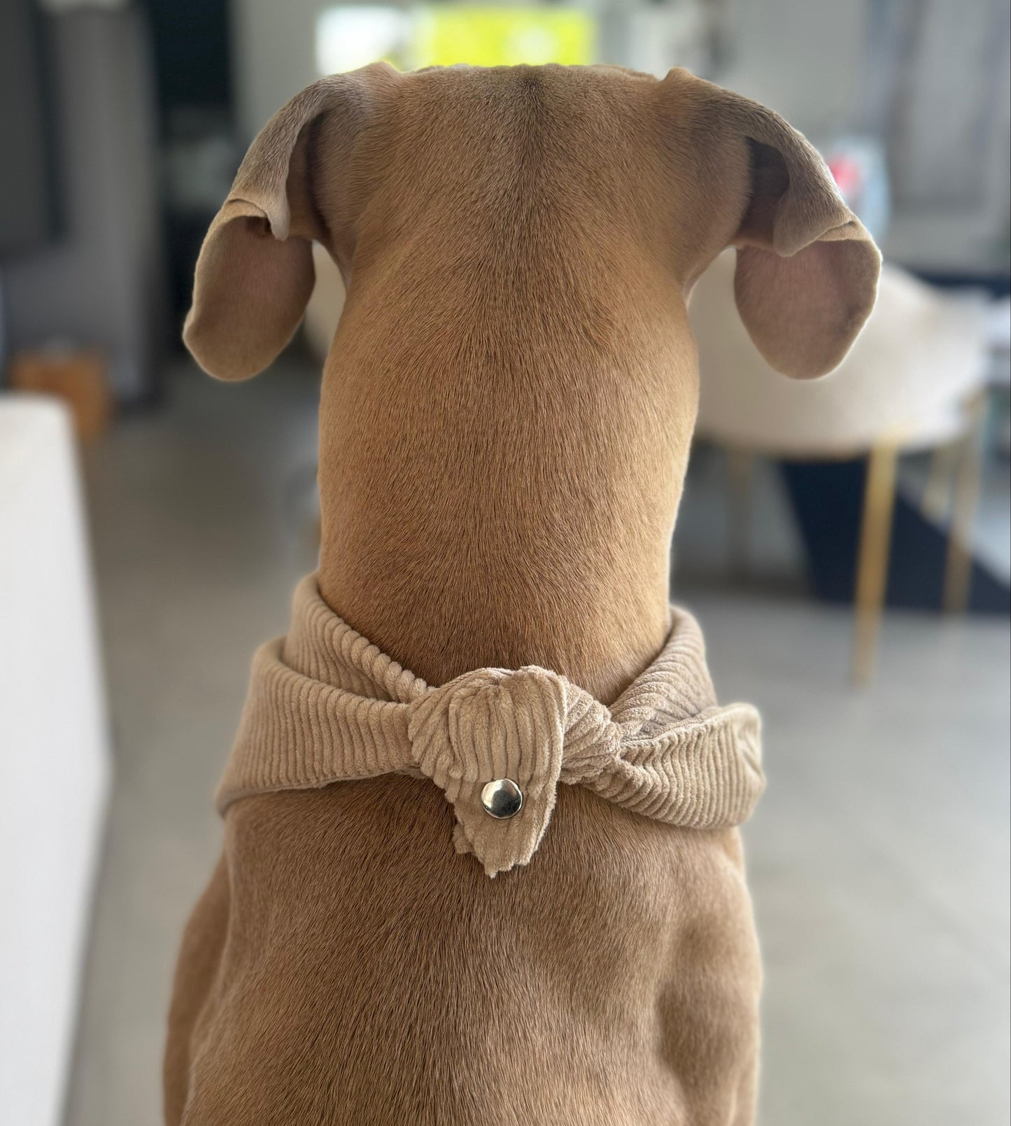 Cord-Hundehalstuch TAUPE