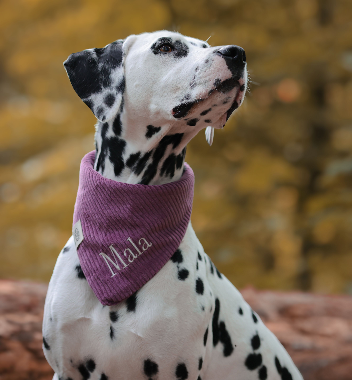Cord-Hundehalstuch PFLAUME