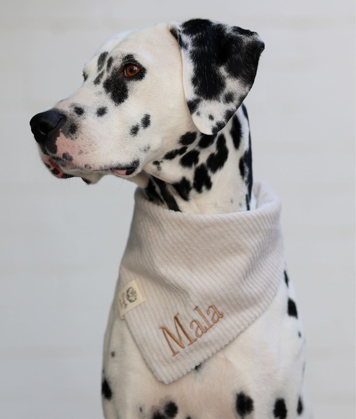 Cord-Hundehalstuch CREME