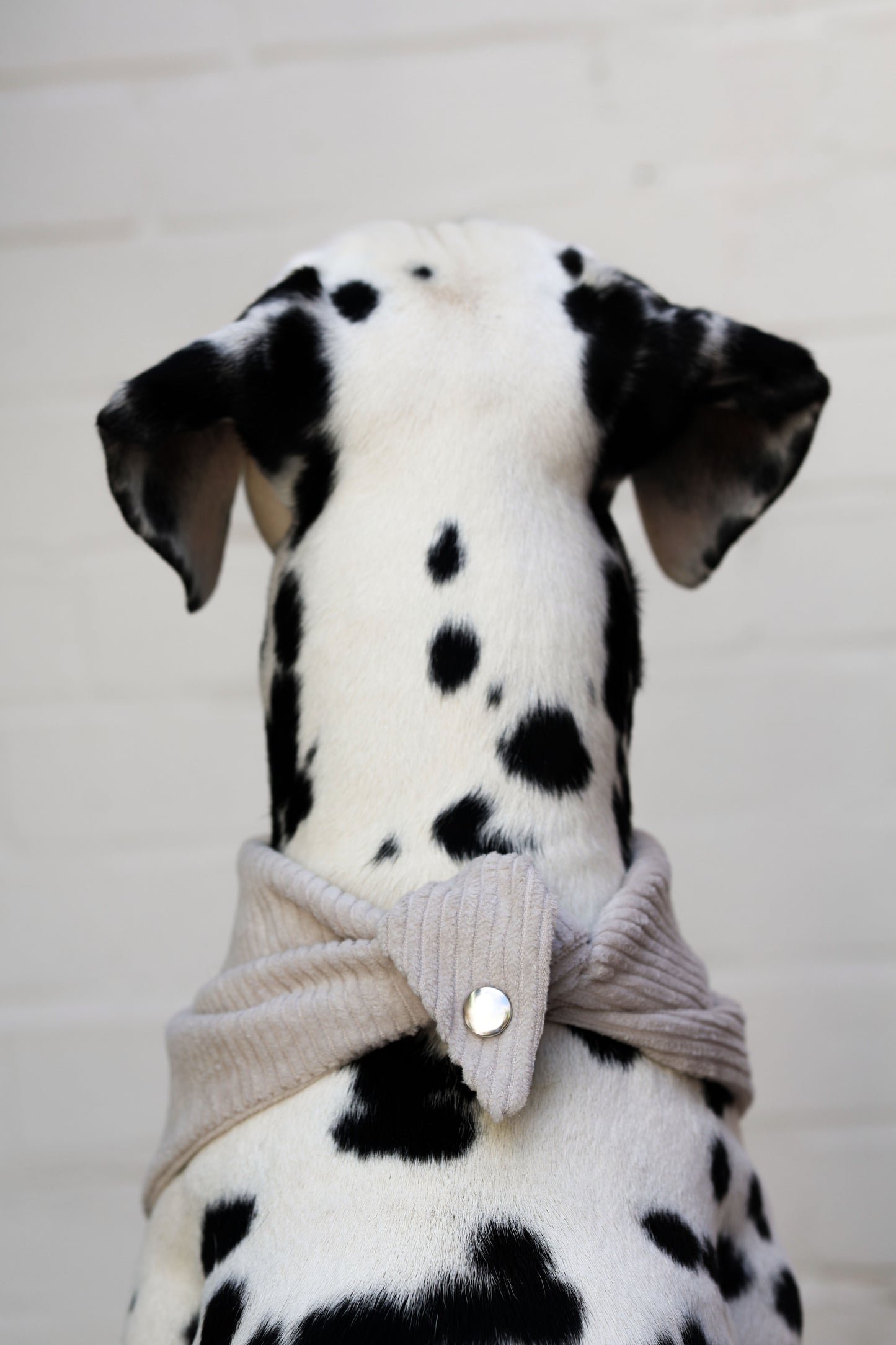 Cord-Hundehalstuch CREME