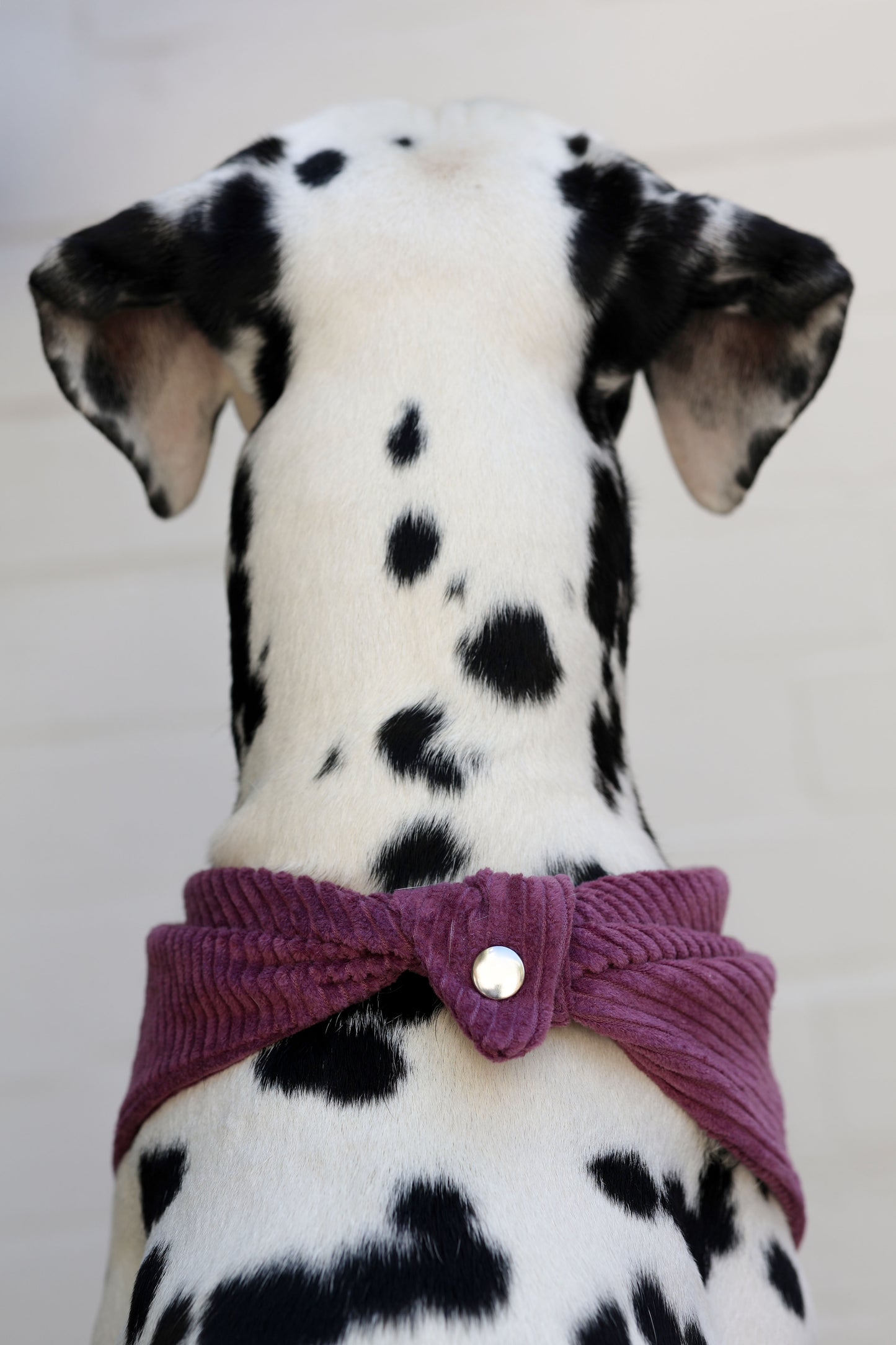 Cord-Hundehalstuch PFLAUME
