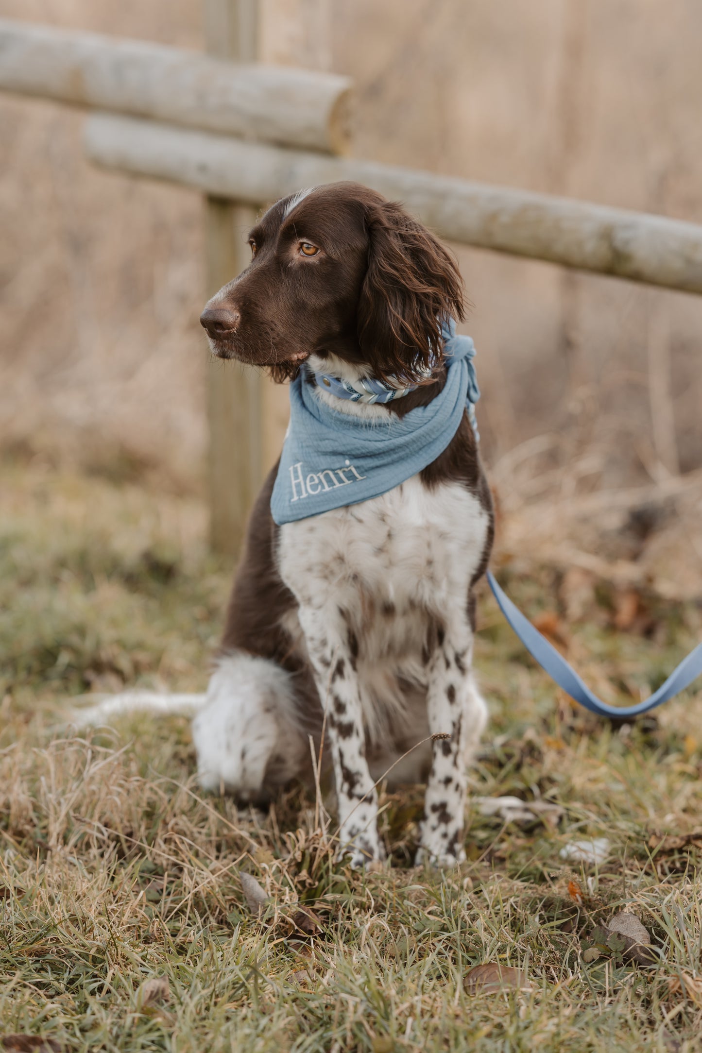 Musselin Hundehalstuch TAUBENBLAU