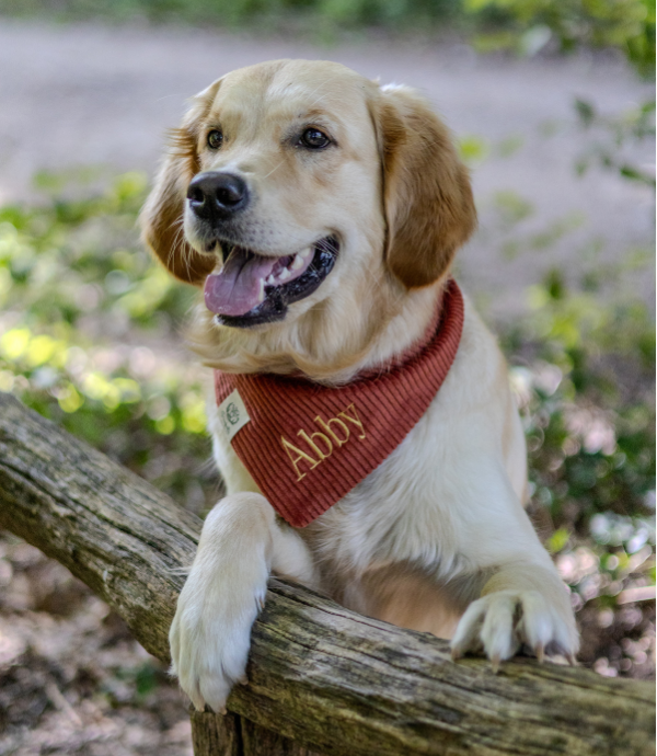 Cord-Hundehalstuch ROST