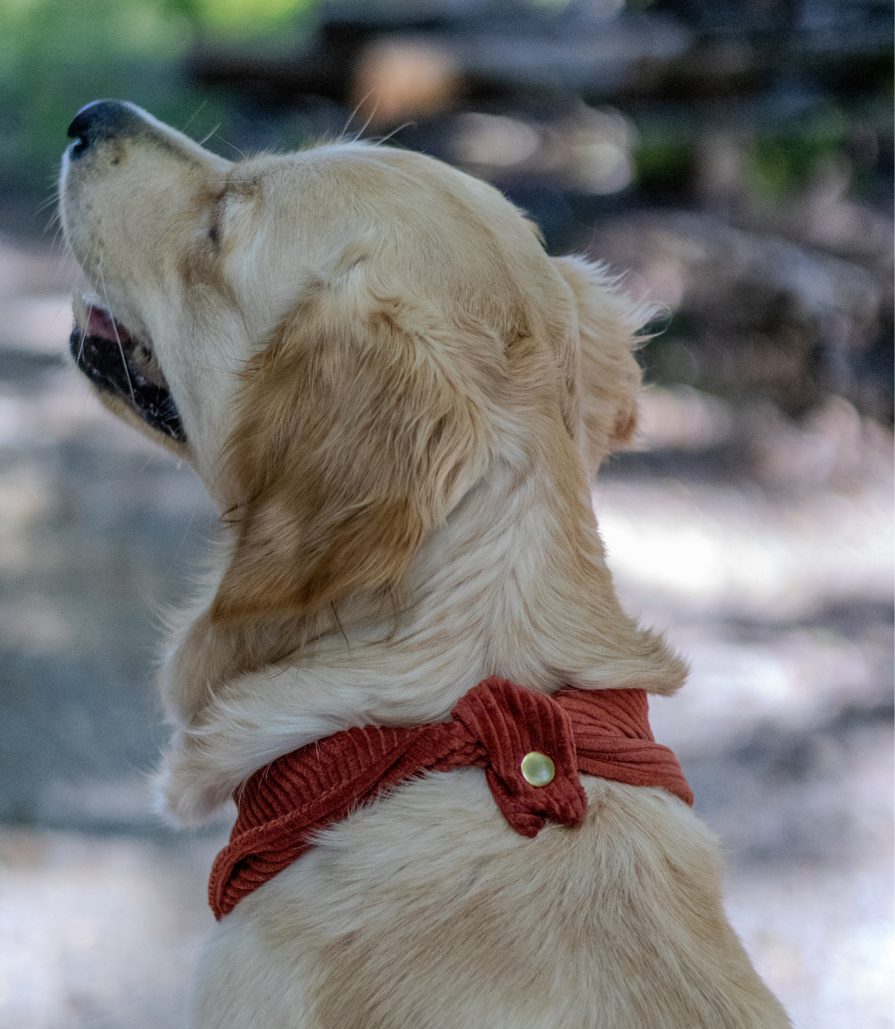 Cord-Hundehalstuch ROST