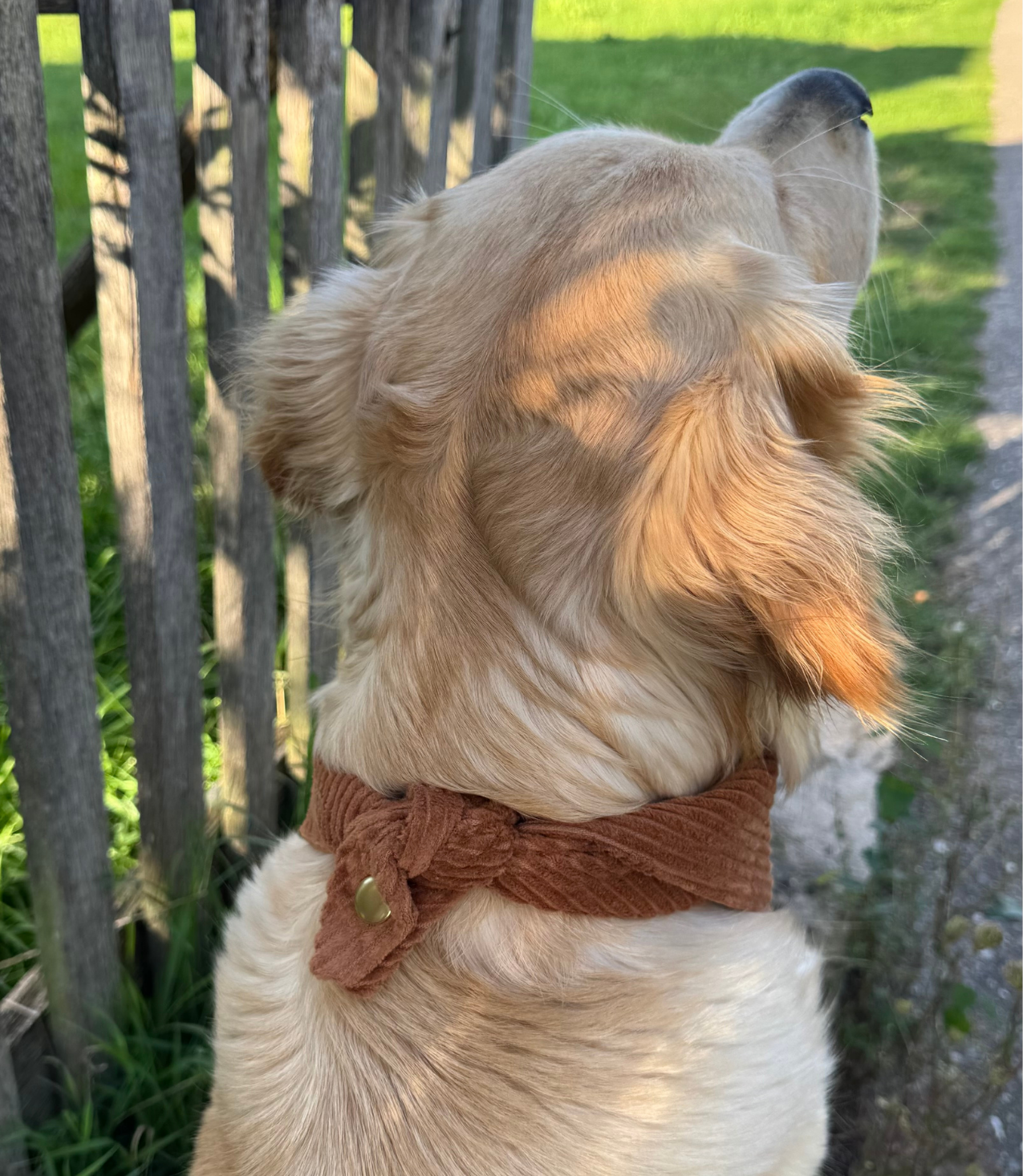 Cord-Hundehalstuch COGNAC