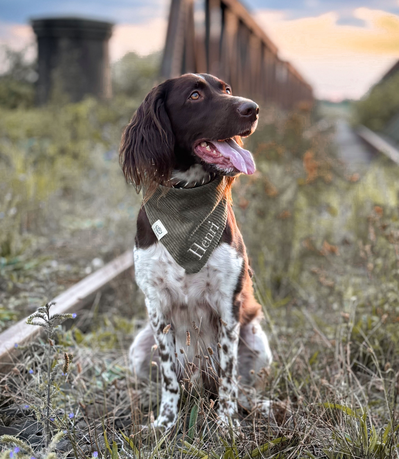 Cord-Hundehalstuch OLIV