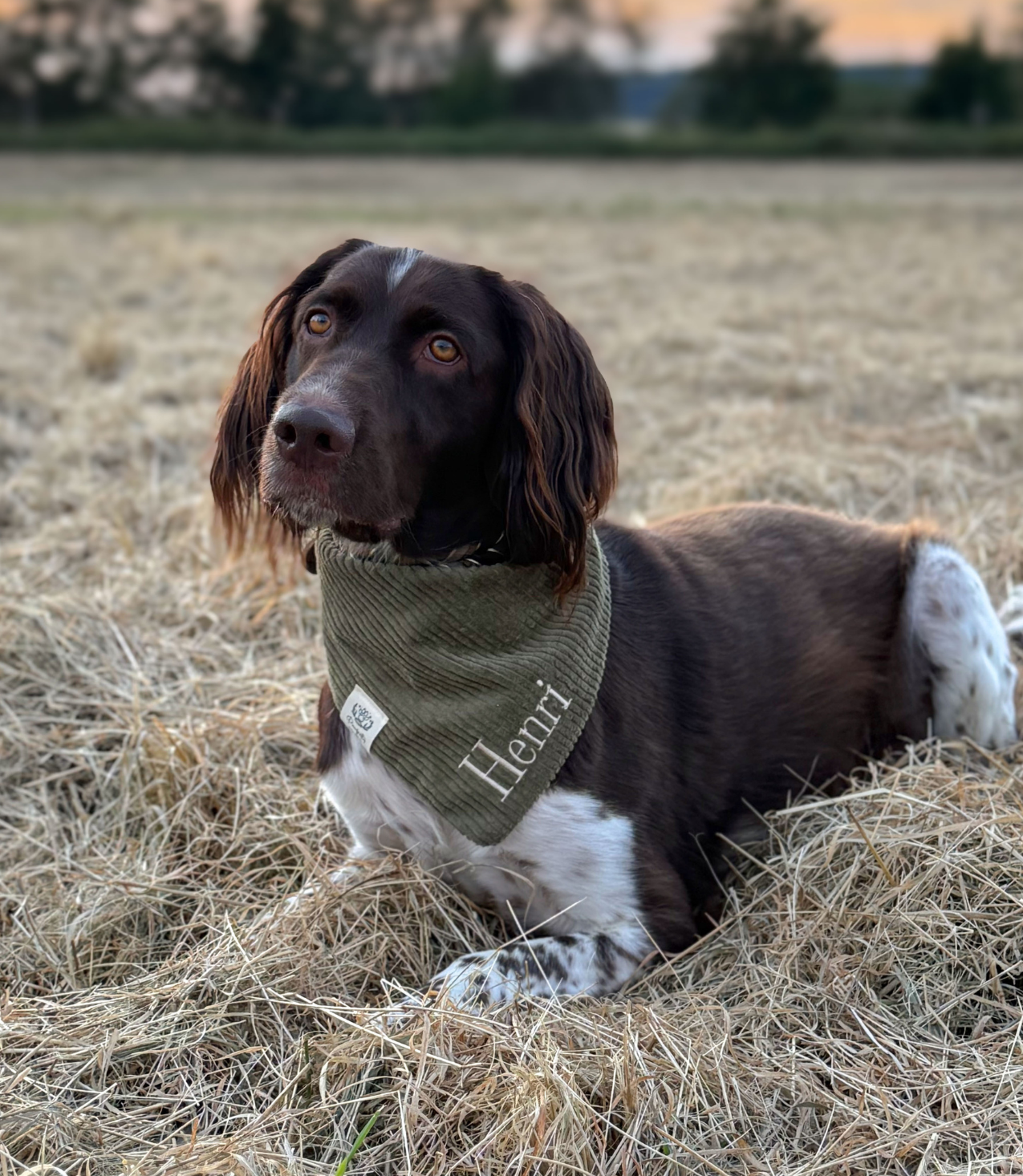 Cord-Hundehalstuch OLIV