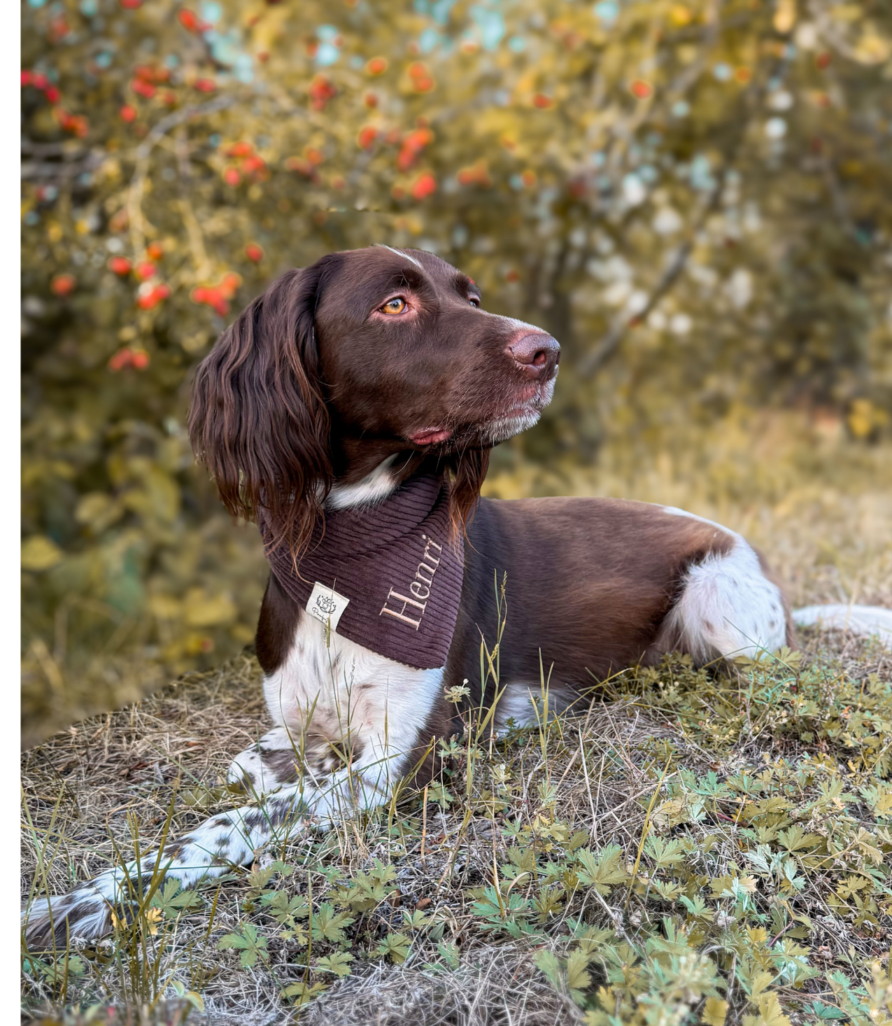 Cord-Hundehalstuch DUNKELBRAUN