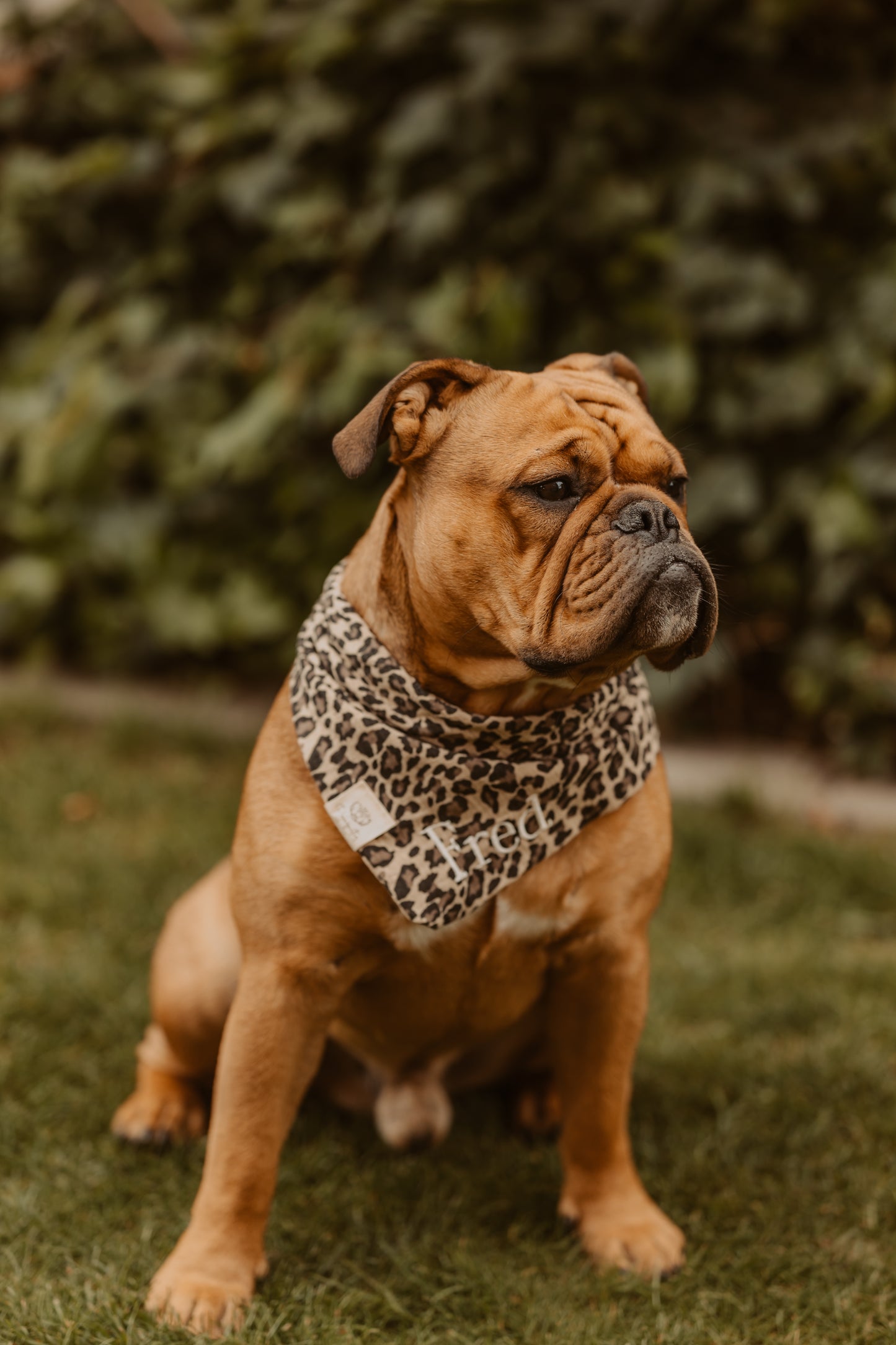 Musselin Hundehalstuch LEO