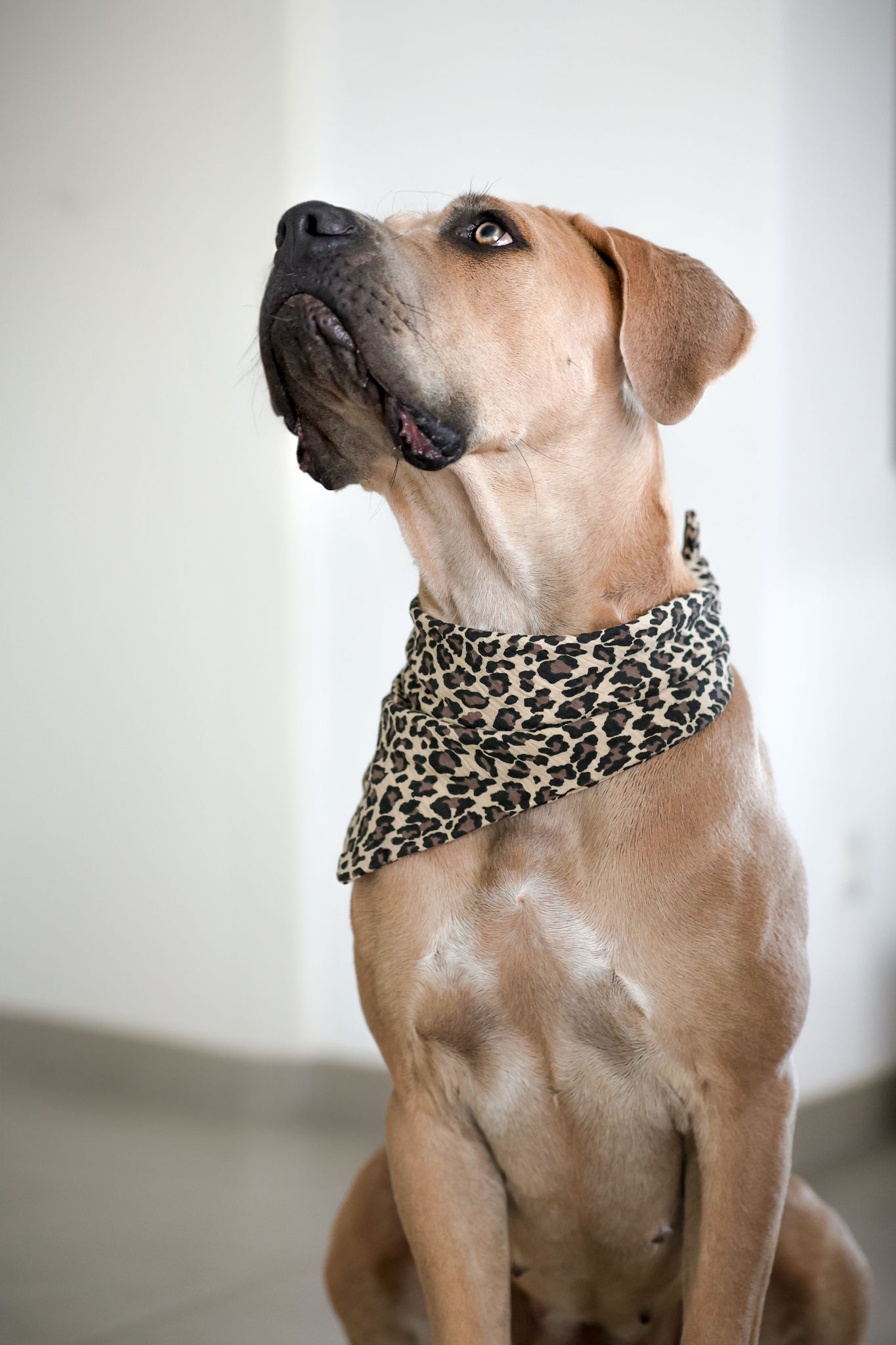 Musselin Hundehalstuch LEO