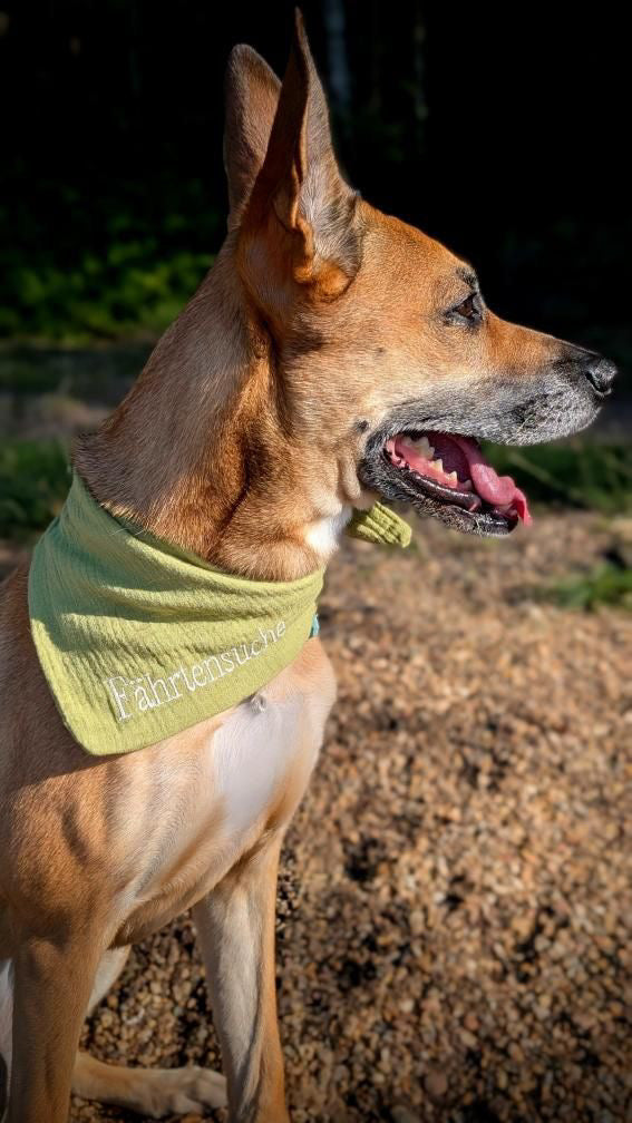 Musselin Hundehalstuch PISTAZIE