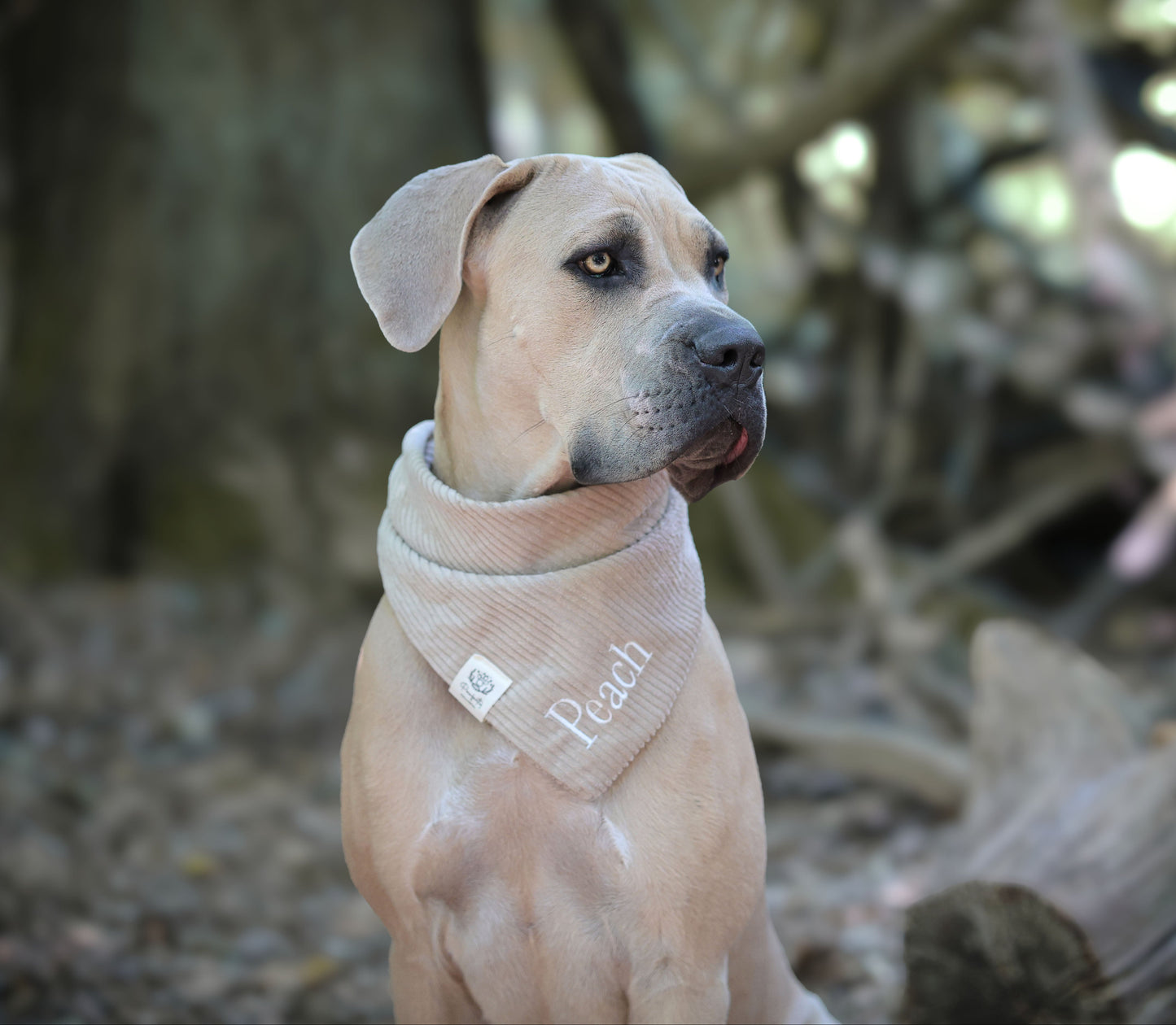 Cord-Hundehalstuch TAUPE