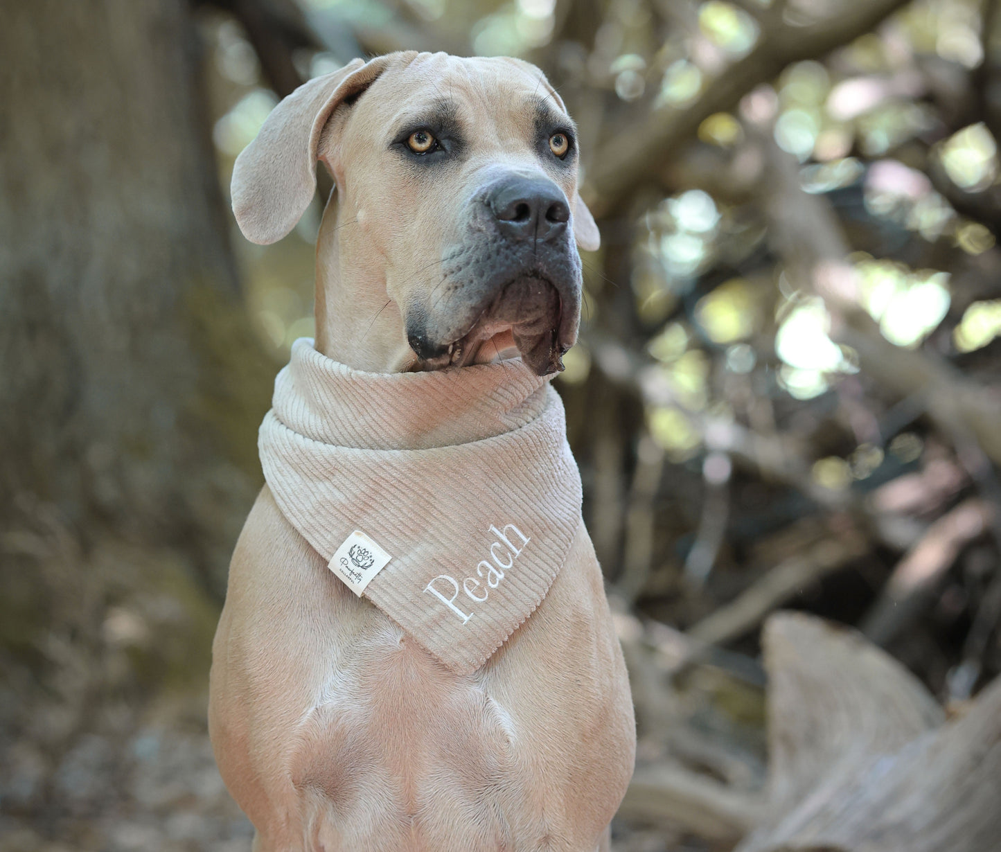 Cord-Hundehalstuch TAUPE