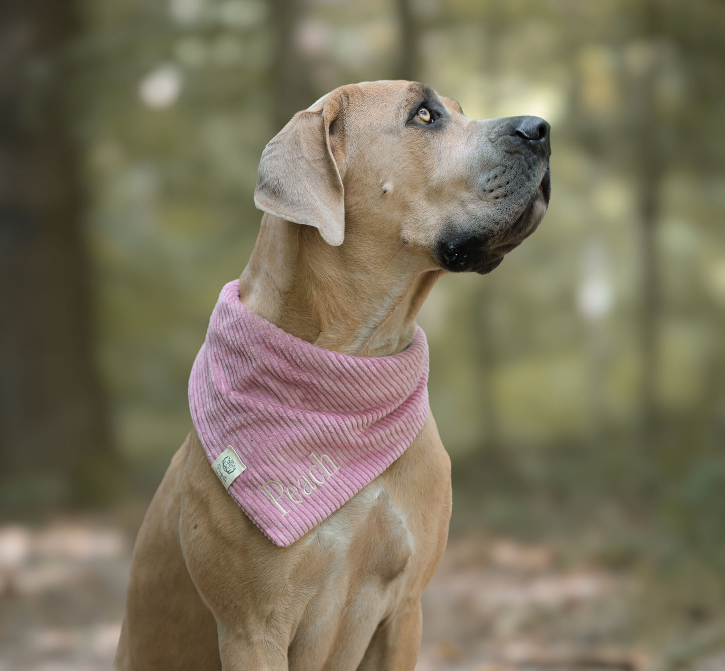 Cord-Hundehalstuch ALTROSA
