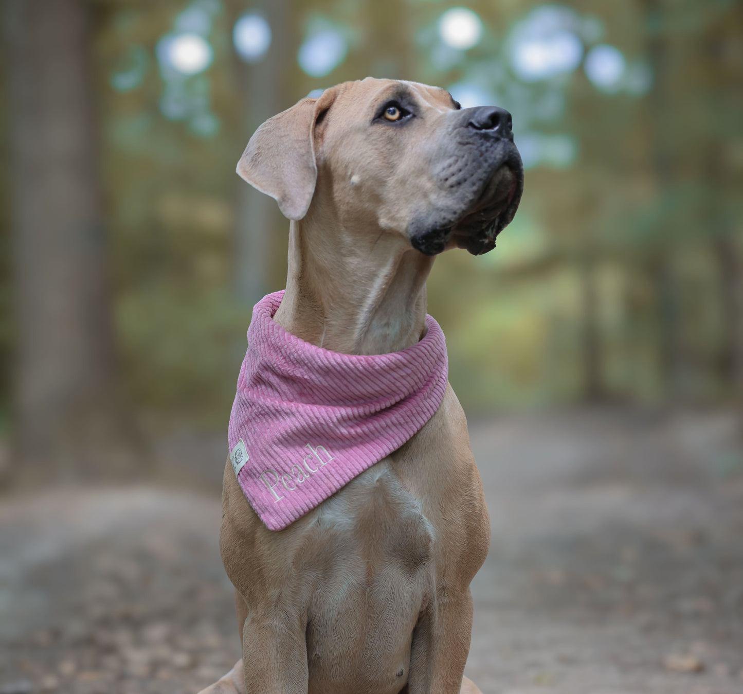 Cord-Hundehalstuch ALTROSA