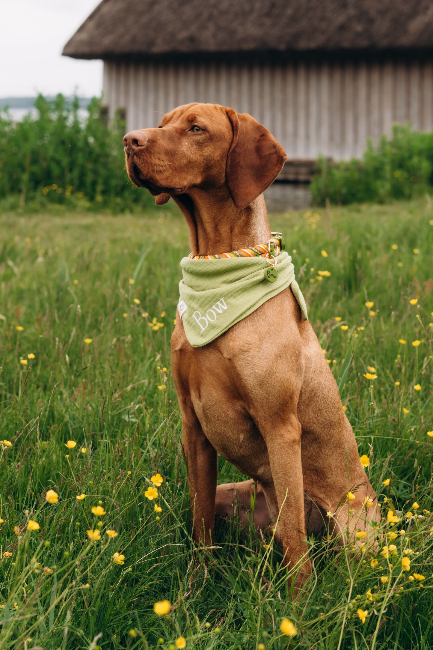 Musselin Hundehalstuch PISTAZIE