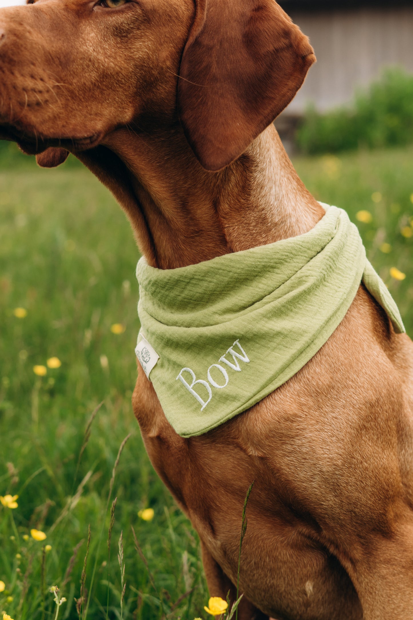 Musselin Hundehalstuch PISTAZIE