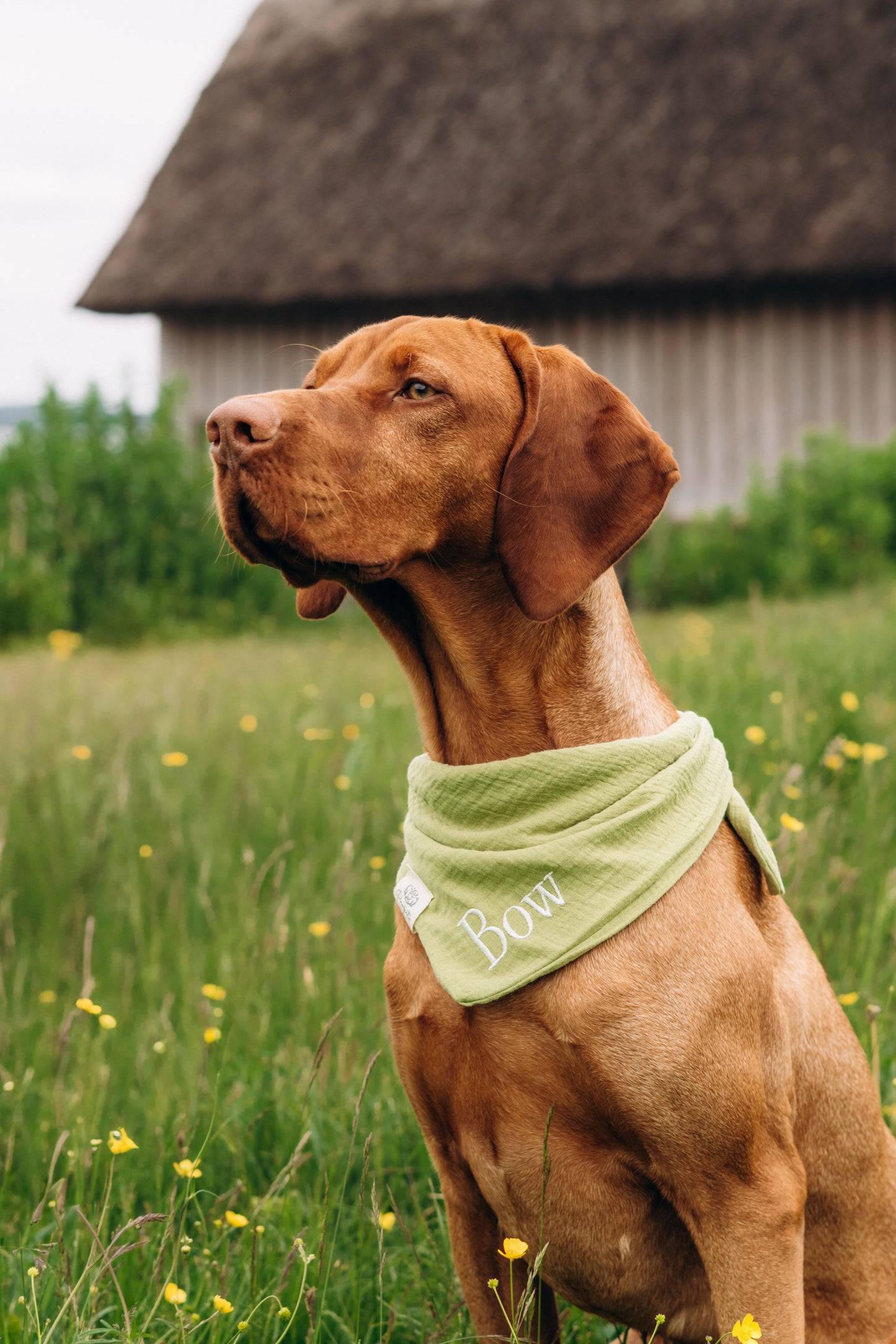 Musselin Hundehalstuch PISTAZIE