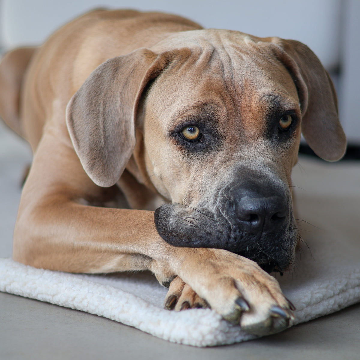 Teddy Hundedecke CREME