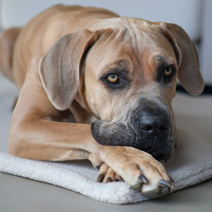 Teddy Hundedecke CREME