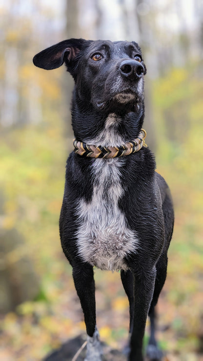 Hundehalsband und Leine aus Fettleder - Modell "ANUBIS"