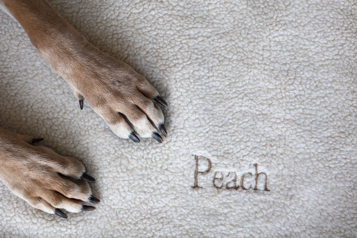 Teddy Hundedecke CREME