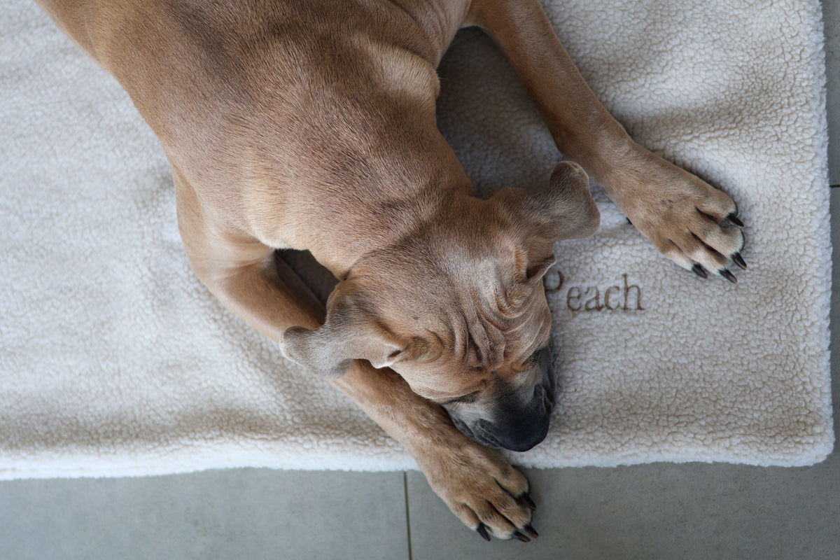 Teddy Hundedecke CREME