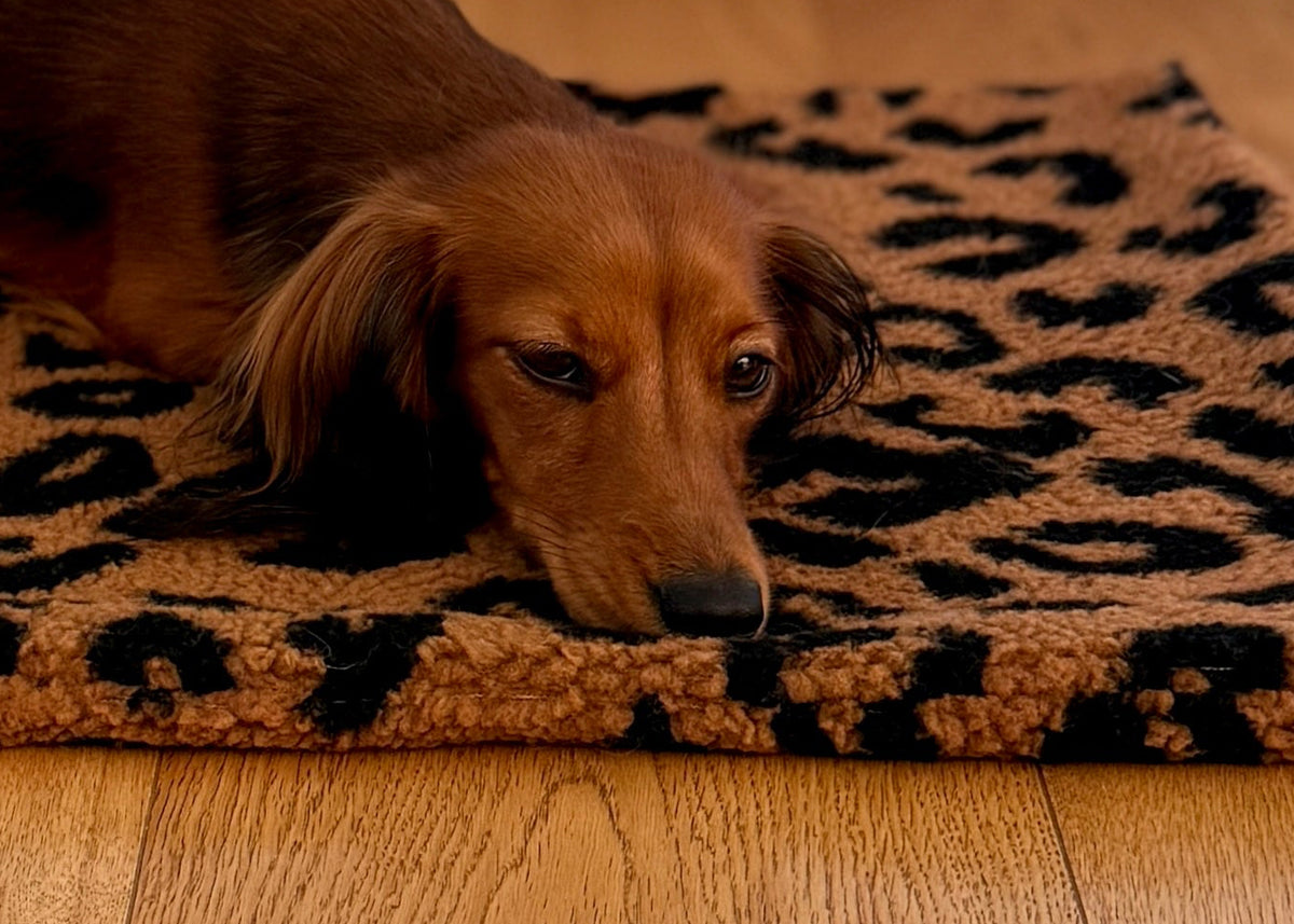 Teddy Hundedecke LEO BRAUN