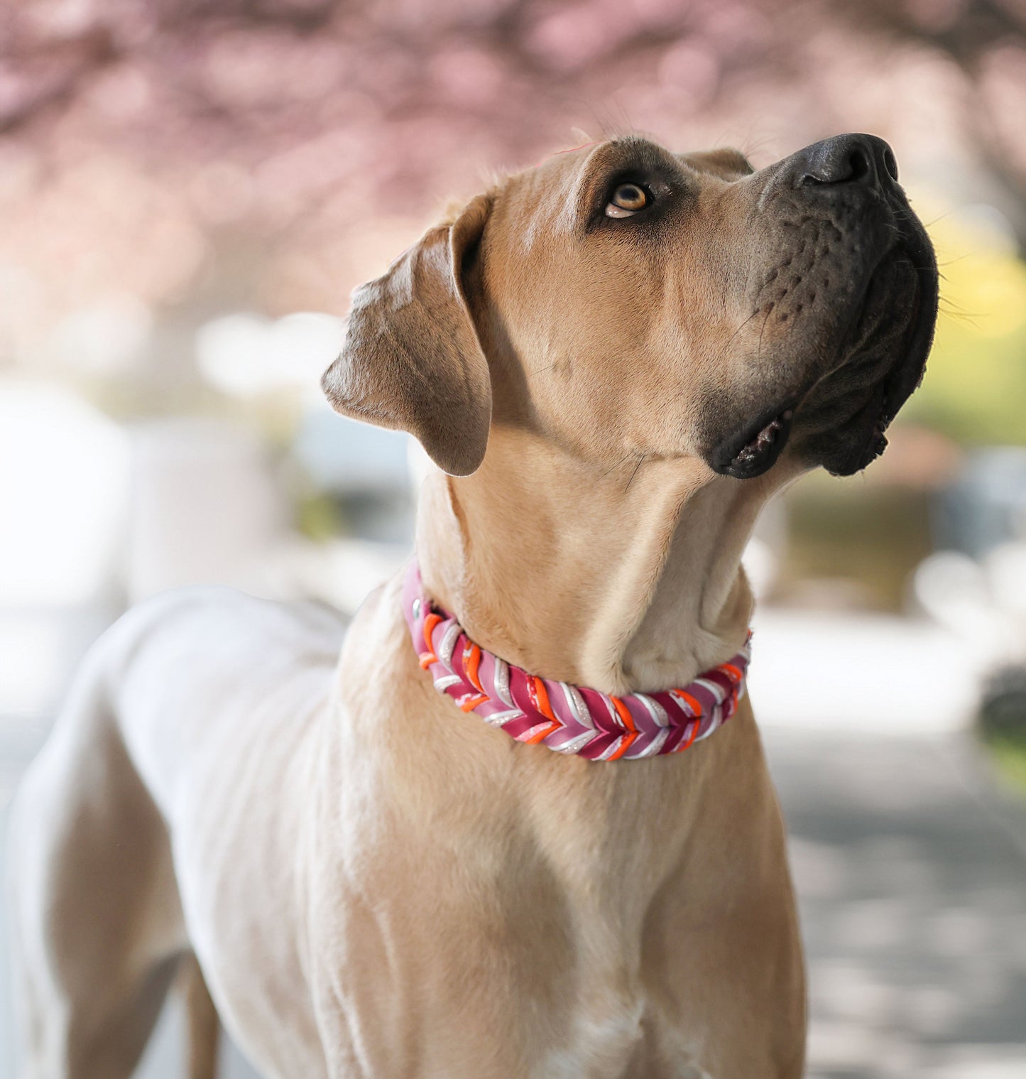 Fettleder Halsband "DAHLIA"