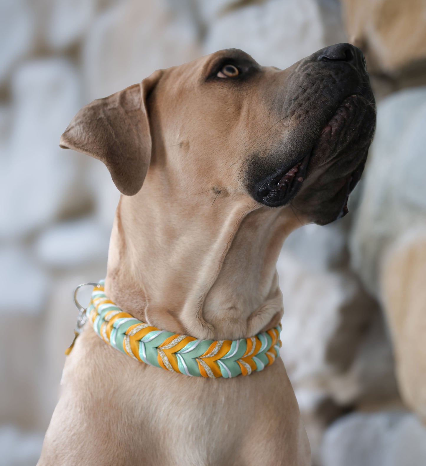 Fettleder Halsband "BUTTERCUP"