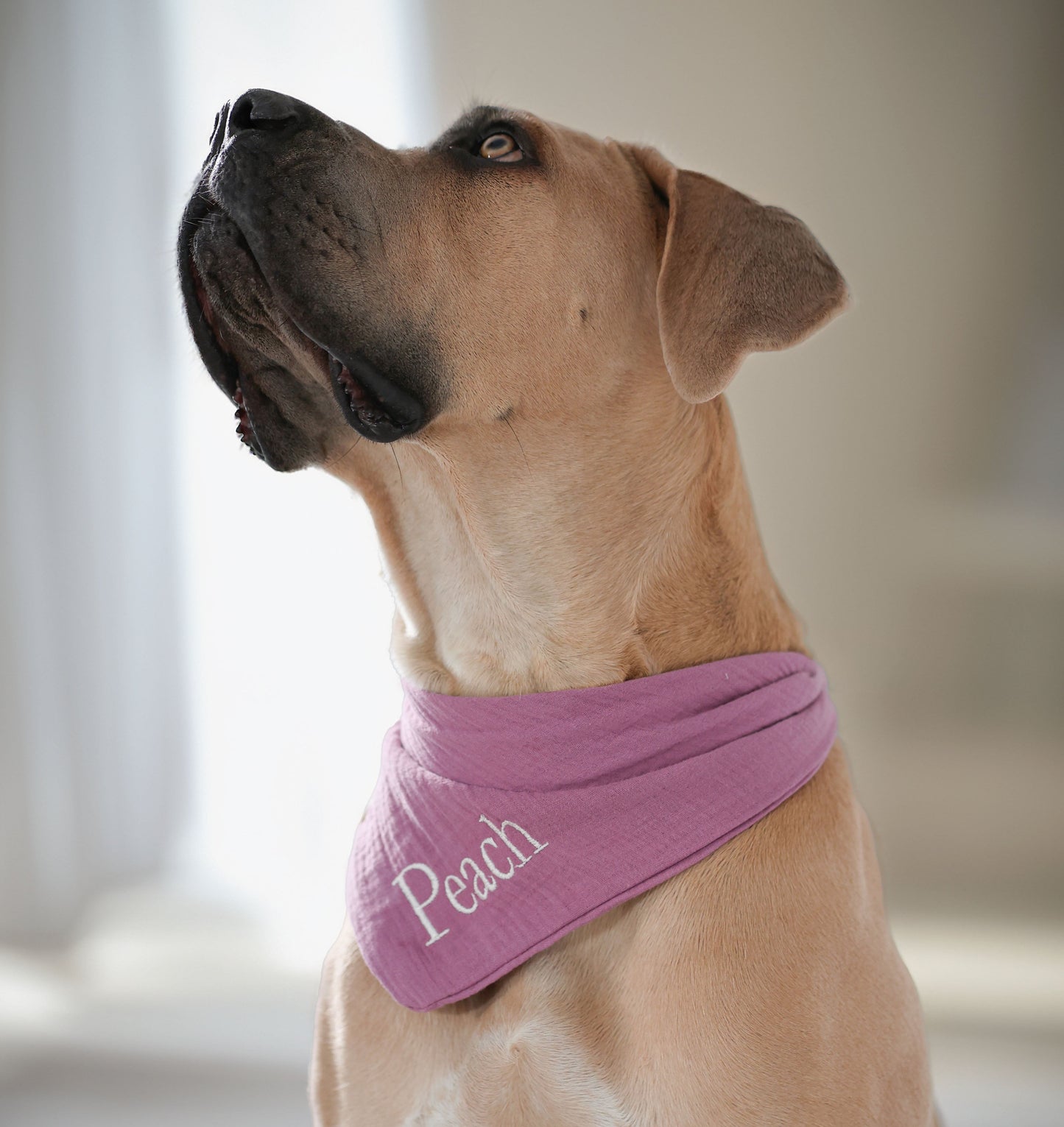Musselin Hundehalstuch MALVE