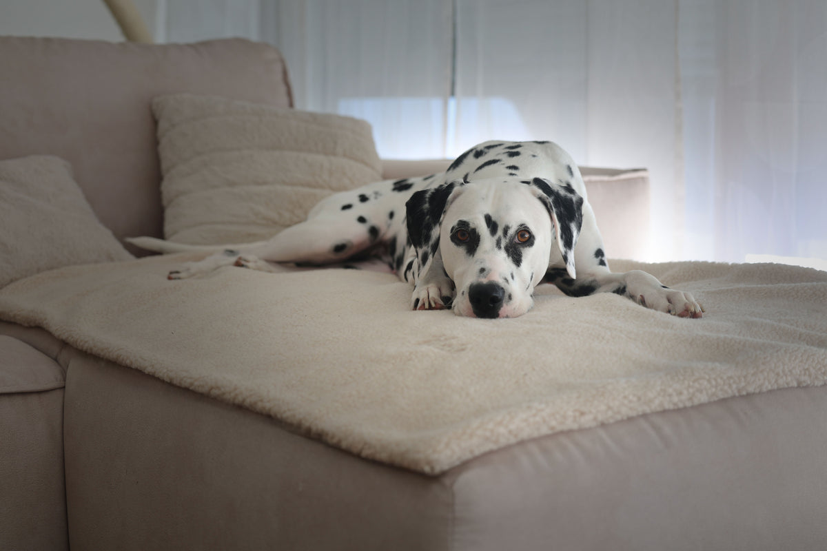 Teddy Hundedecke CREME