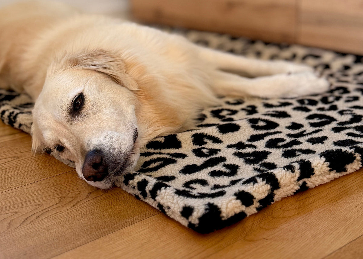 Teddy Hundedecke LEO CREME
