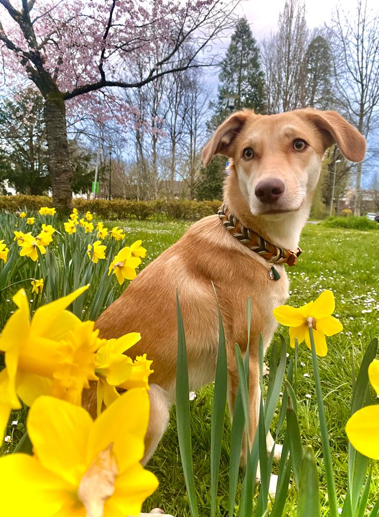 Hundehalsband und Leine aus Fettleder - Modell "WOODY"