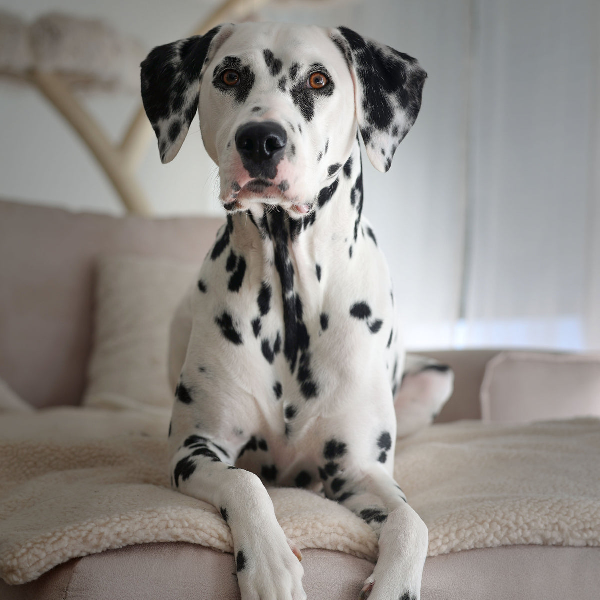 Teddy Hundedecke CREME