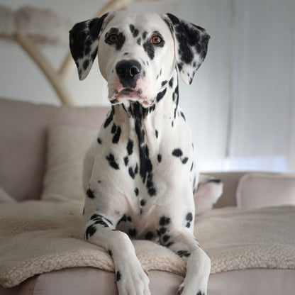 Teddy Hundedecke CREME