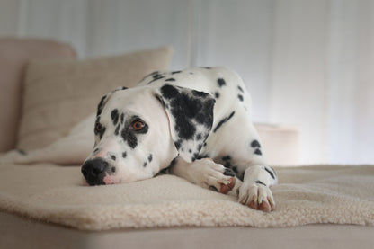 Teddy Hundedecke CREME