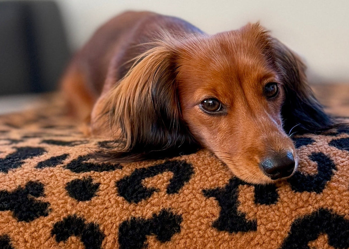 Teddy Hundedecke LEO BRAUN