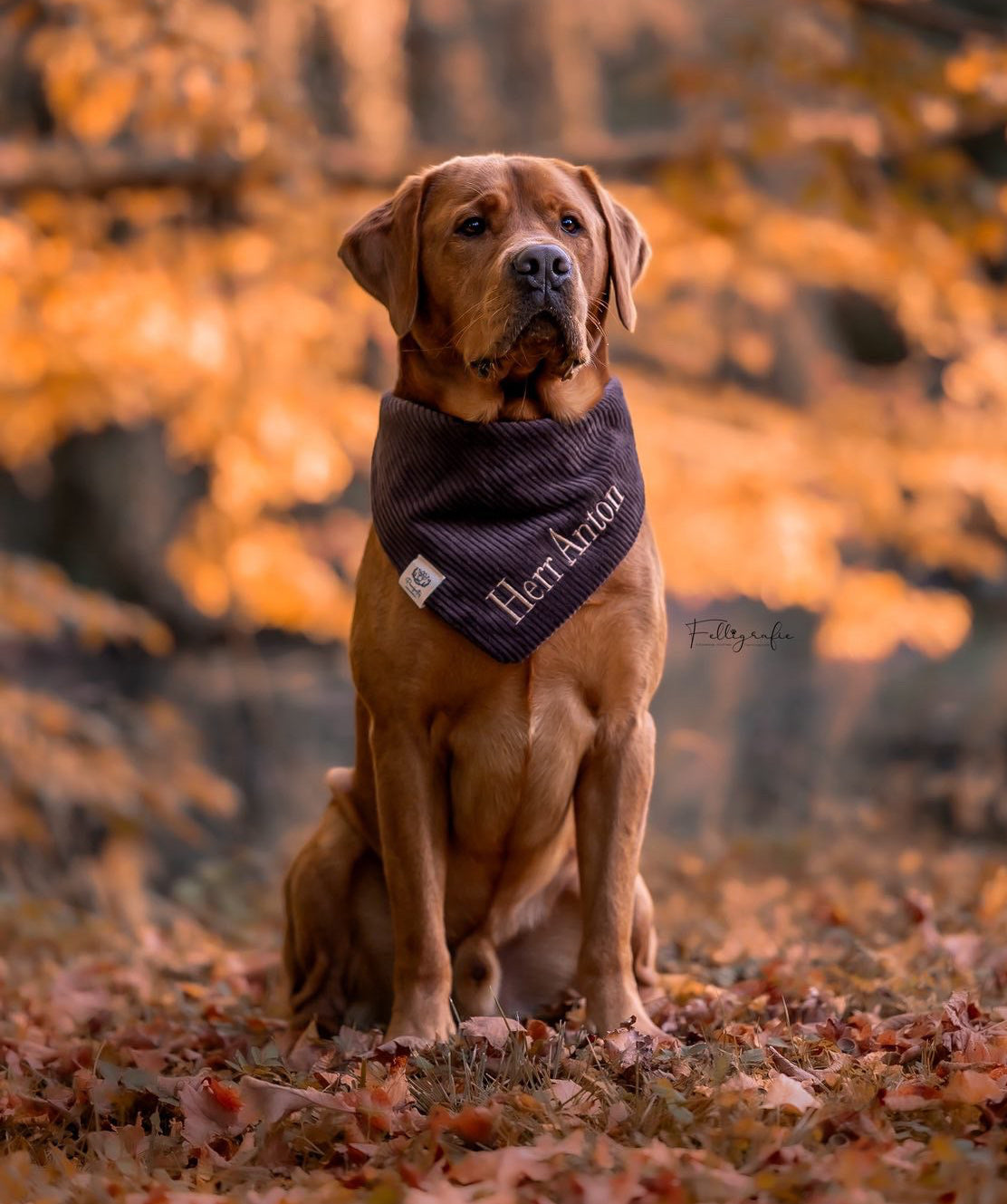 Cord-Hundehalstuch DUNKELBRAUN