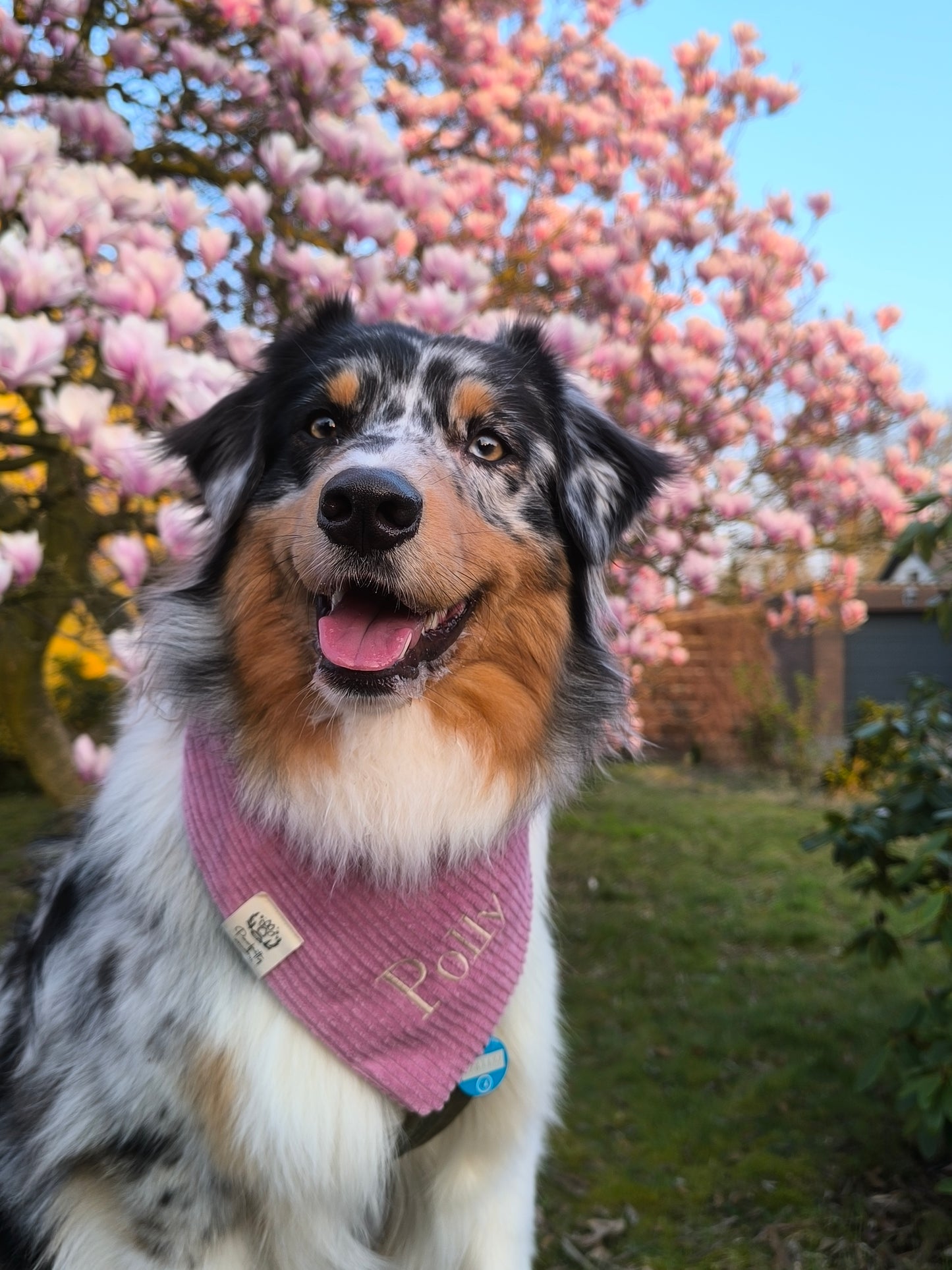 Cord-Hundehalstuch ALTROSA
