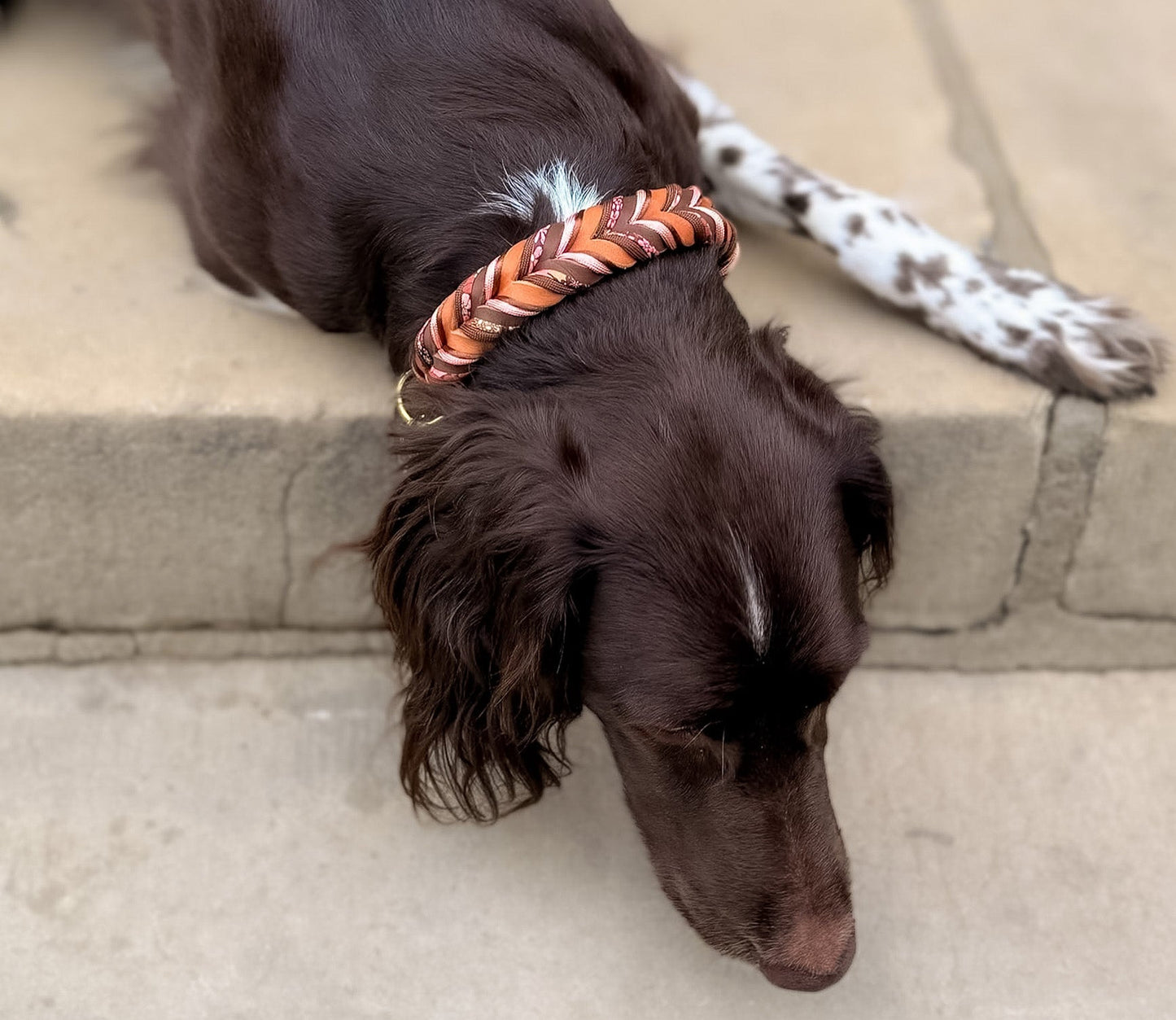 Fettleder Halsband "CHOCOLATE LILY"