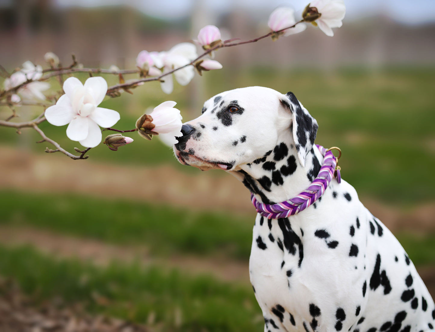 Fettleder Halsband "VIOLET"