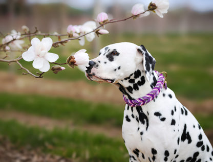 Fettleder Halsband "VIOLET"