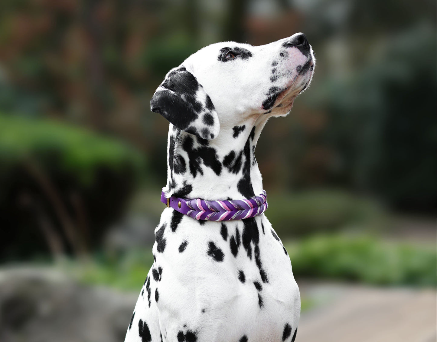 Fettleder Halsband "VIOLET"