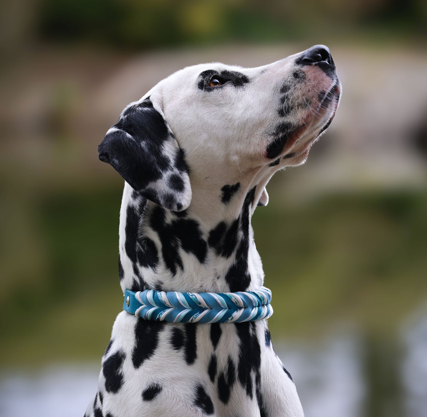 Fettleder Halsband "CORNFLOWER"