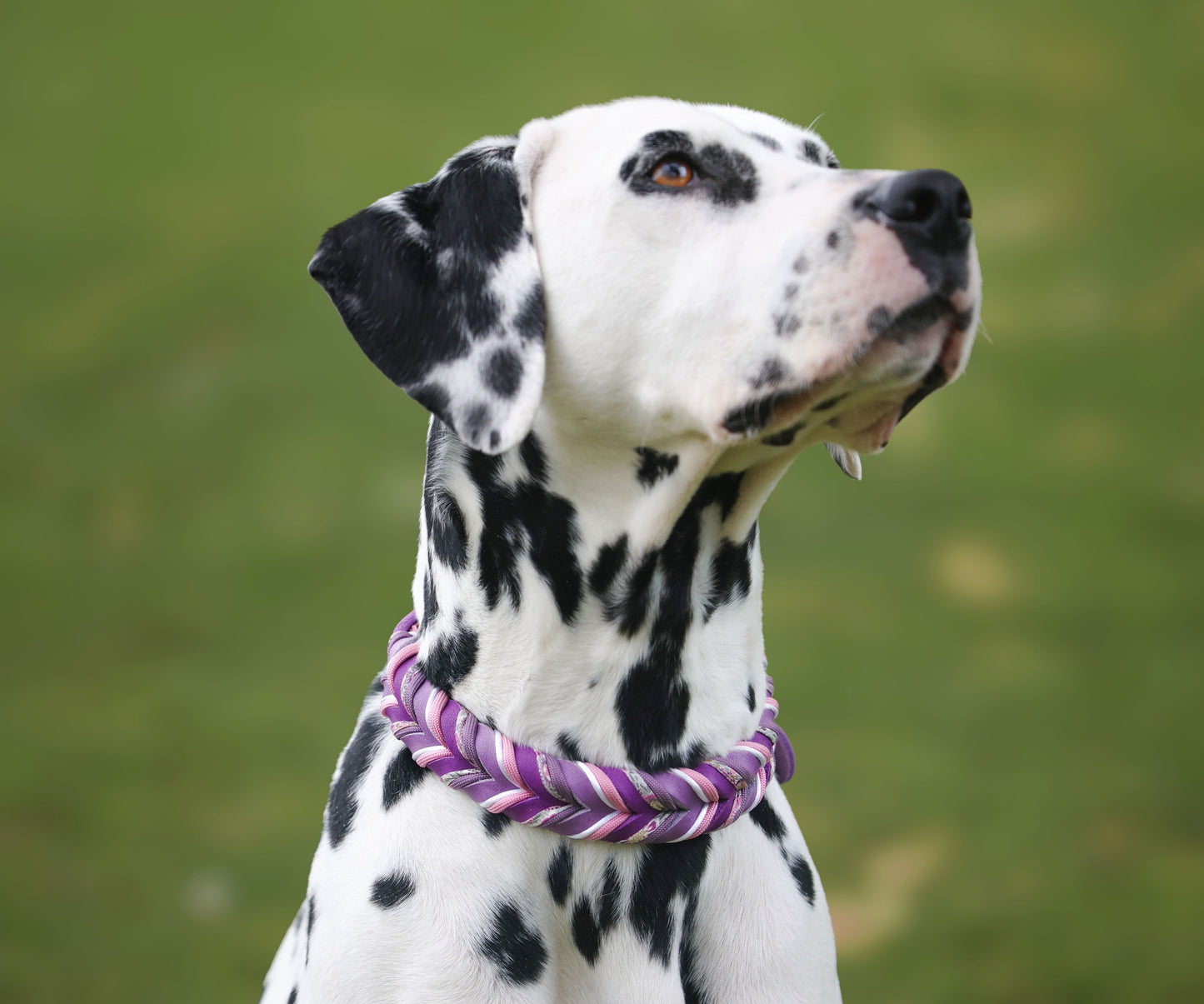 Fettleder Halsband "VIOLET"