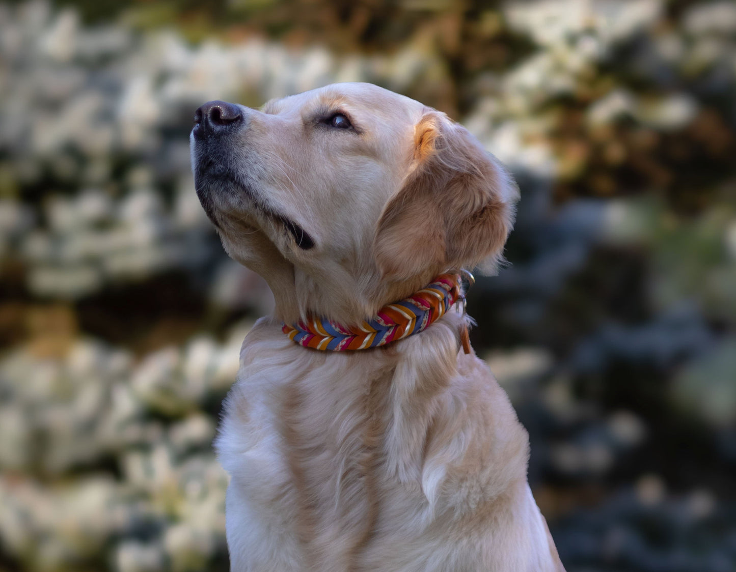 Fettleder Halsband "BOUQUET"